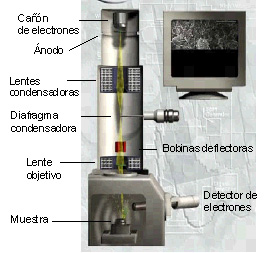 deletrear Atar Mencionar Microscopio electrónico de barrido