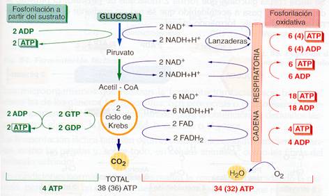 2.5.5.4.2.4 Balance energético del catabolismo de la glucosa.