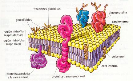 . Membranas celulares: composición, estructura y funciones.
